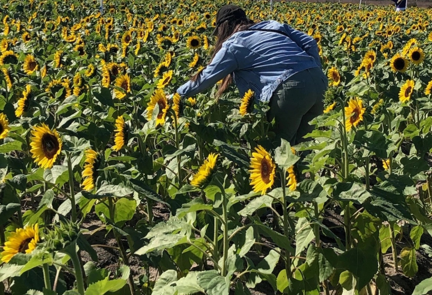 Sunflowers